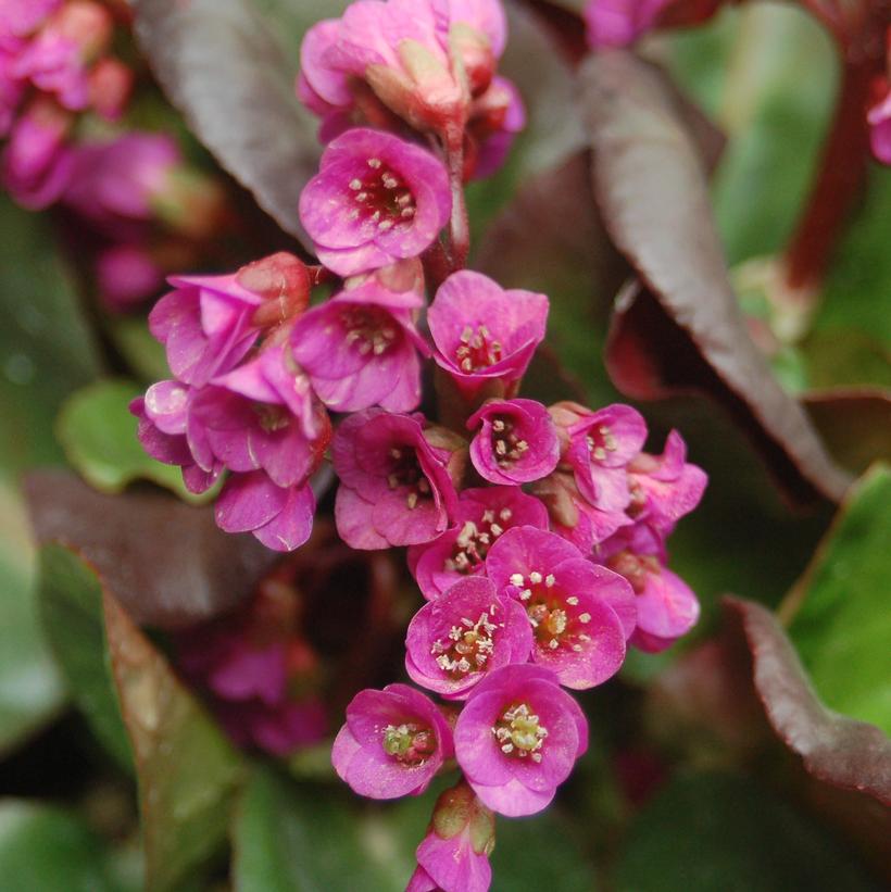 Overture Heartleaf Bergenia