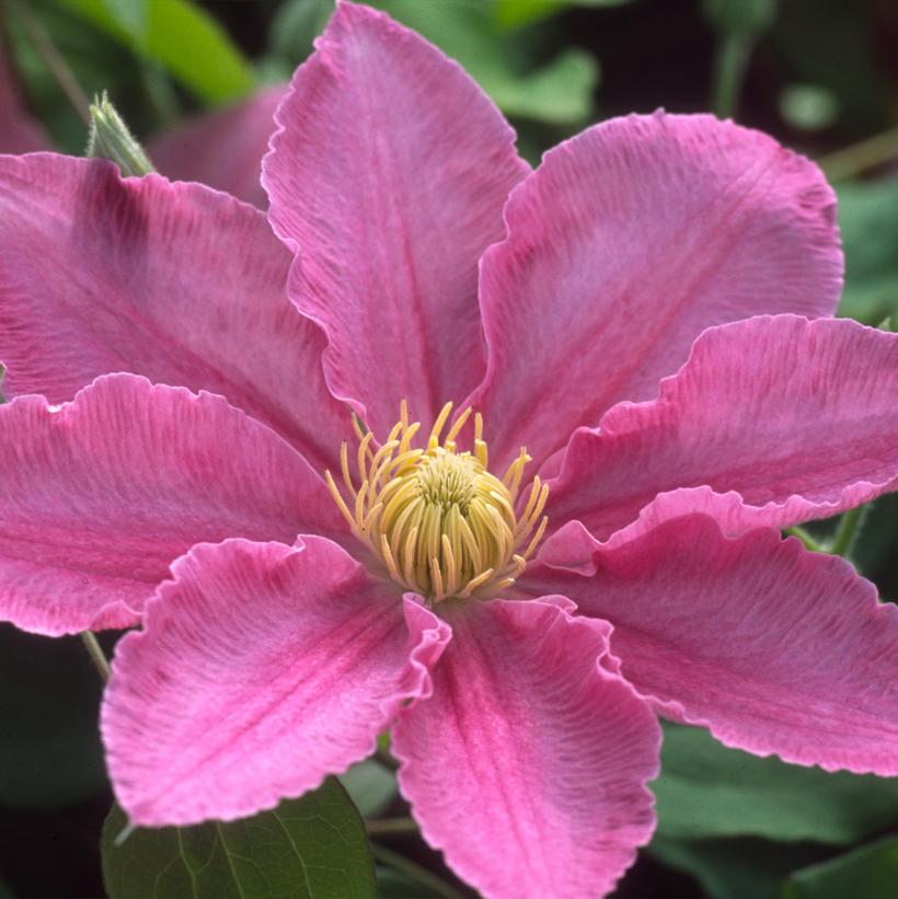 Abilene™ Clematis