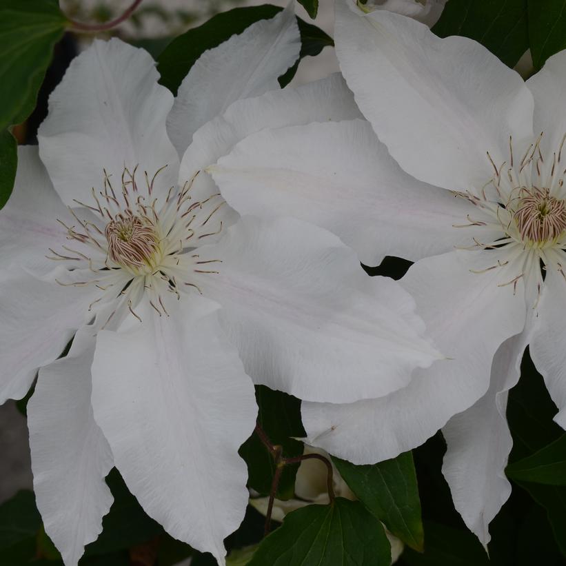 Hyde Hill Clematis