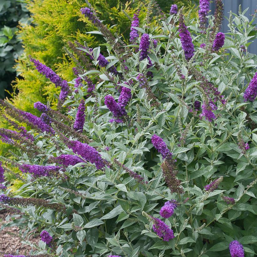 Miss Violet Butterfly Bush