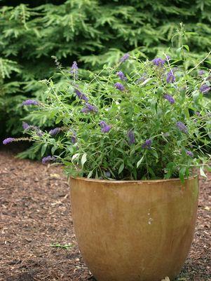 Adonis Blue Butterfly Bush