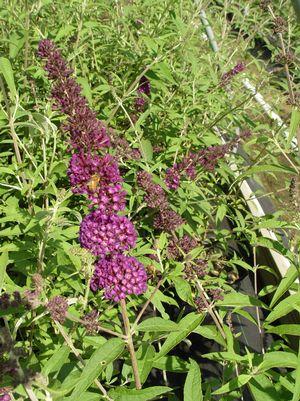 Black Knight Butterfly Bush