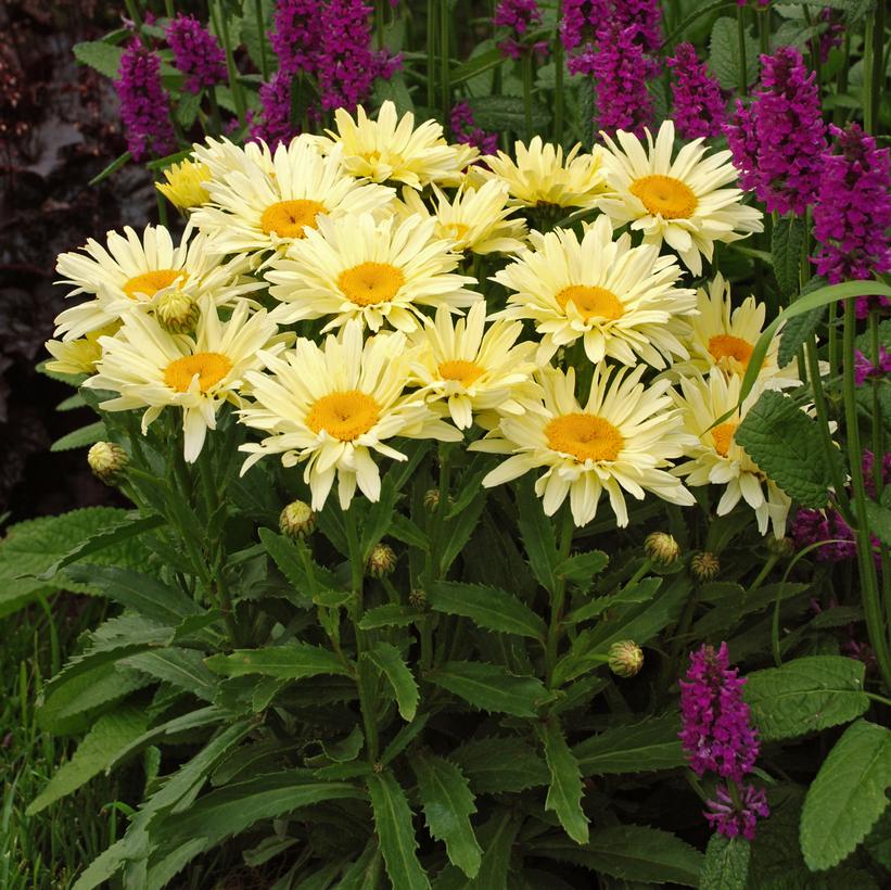 Banana Cream Shasta Daisy