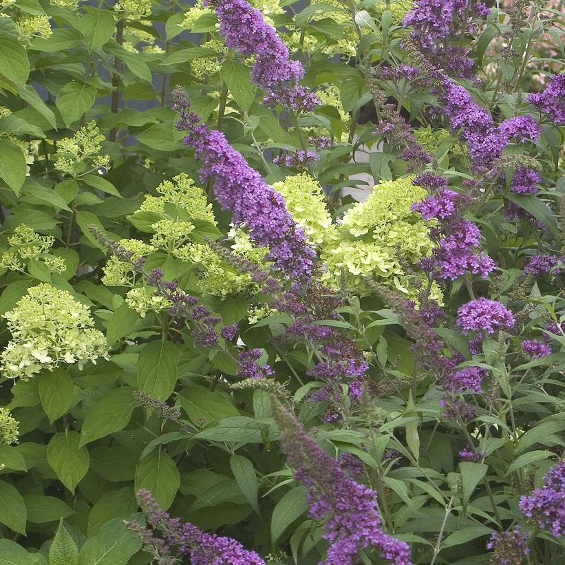 Peacock Butterfly Bush