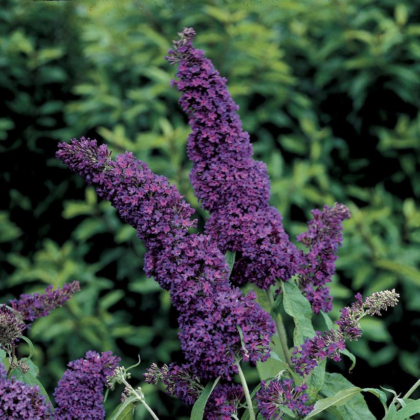 Purple Emperor™ Butterfly Bush