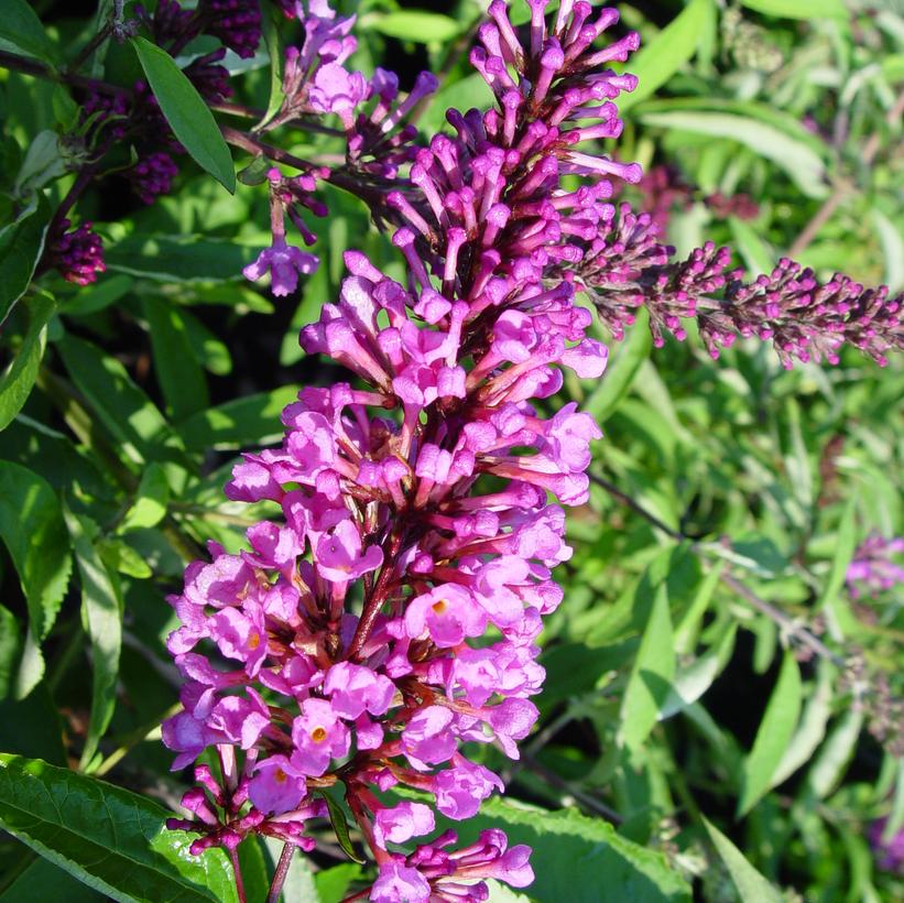 Tutti Fruitti Butterfly Bush