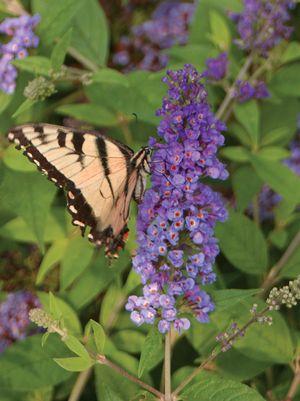 Blue Chip Butterfly Bush