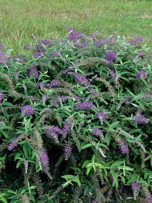 Lo & Behold® Purple Haze Butterfly Bush