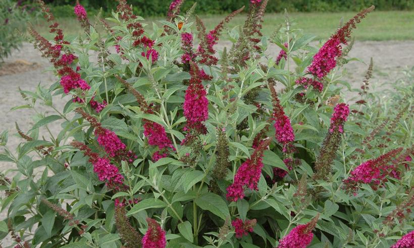 Miss Molly Butterfly Bush