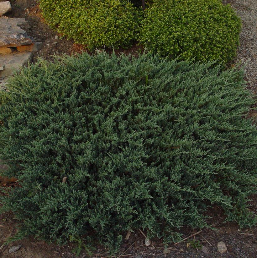 Blue Chip Creeping Juniper