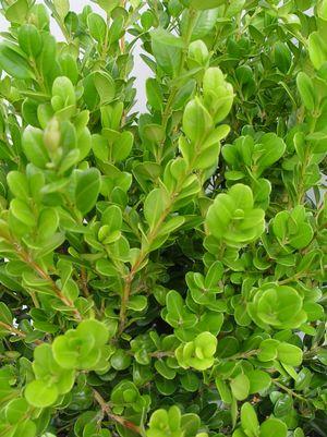 Winter Gem Boxwood