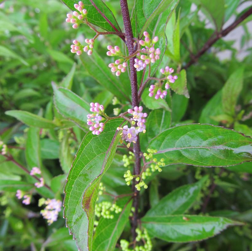 Early Amethyst Beautyberry