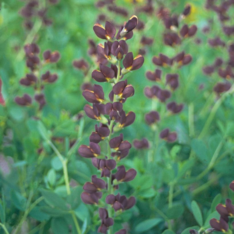 Dutch Chocolate False Indigo