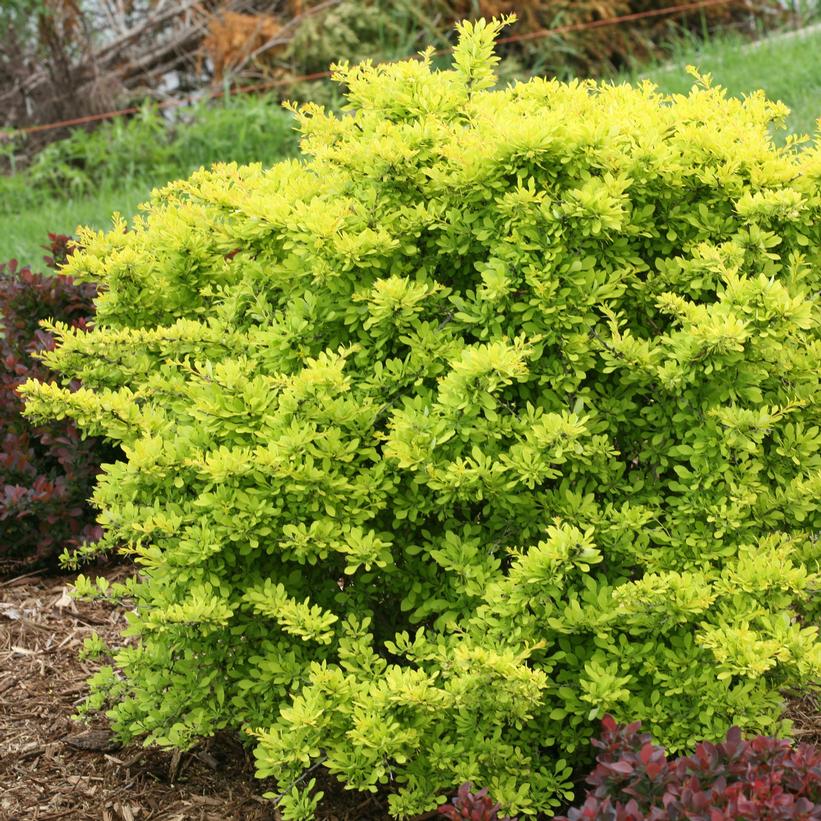 Citrus Barberry