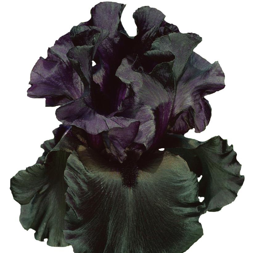 Raven Girl Bearded Iris