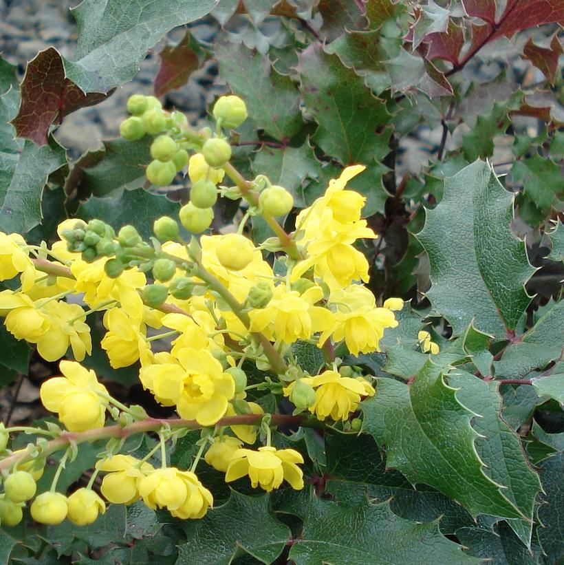 Oregon Grape Holly