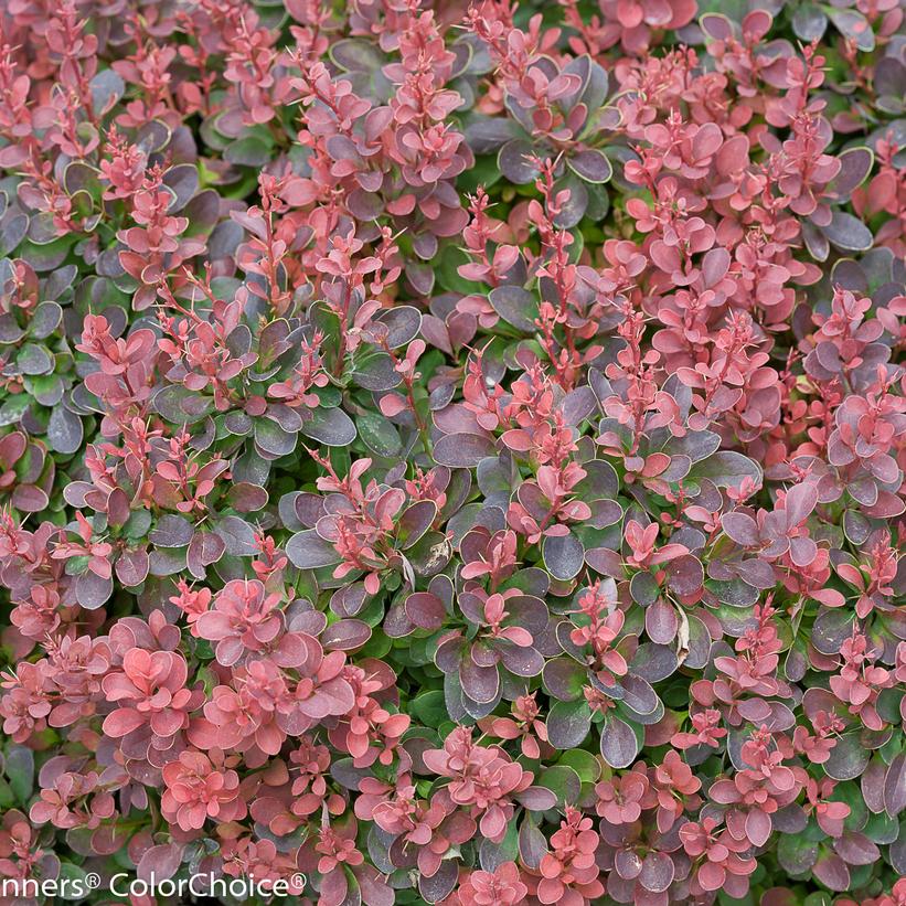 Mini Salsa Barberry