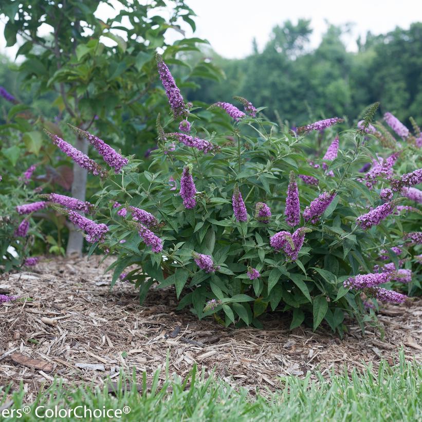 Lo & Behold® Pink Micro Chip Butterfly bush