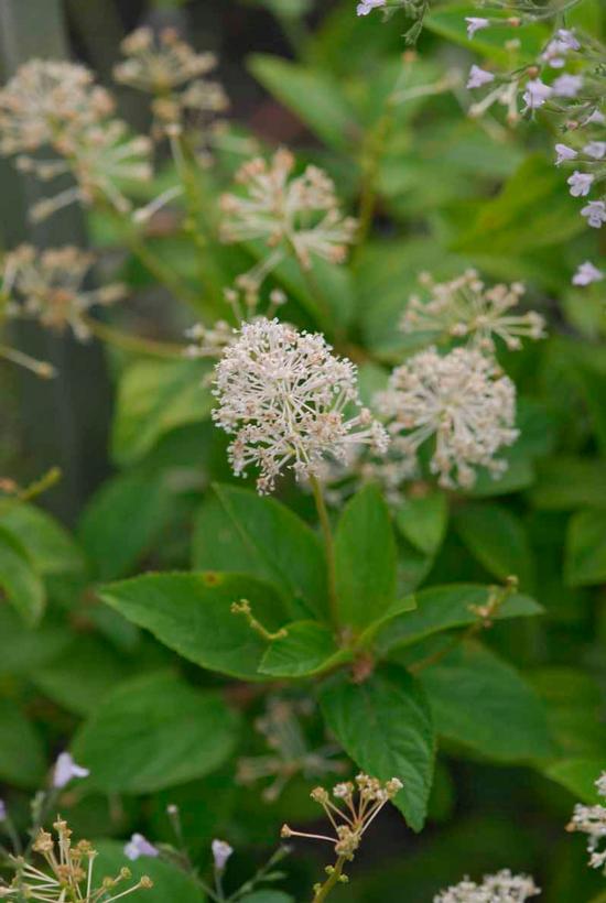 New Jersey Tea, Redroot