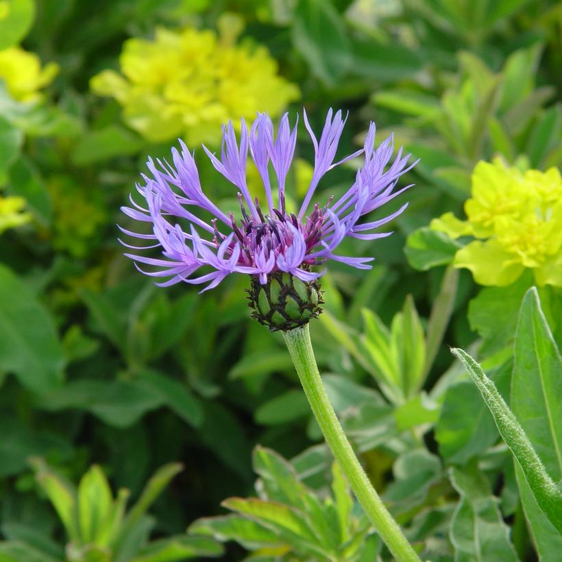 Mountain Bluet