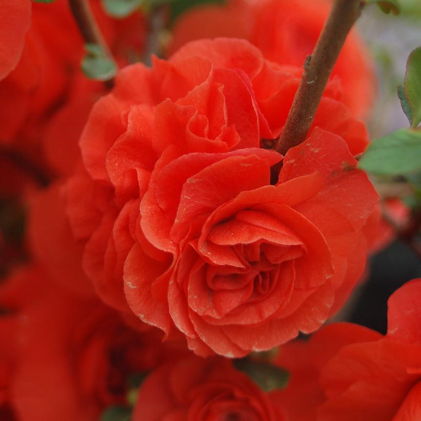 Double Take Orange™ Quince