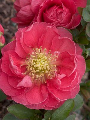 Double Take Pink™ Quince