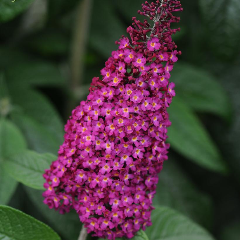 CranRazz Butterfly Bush