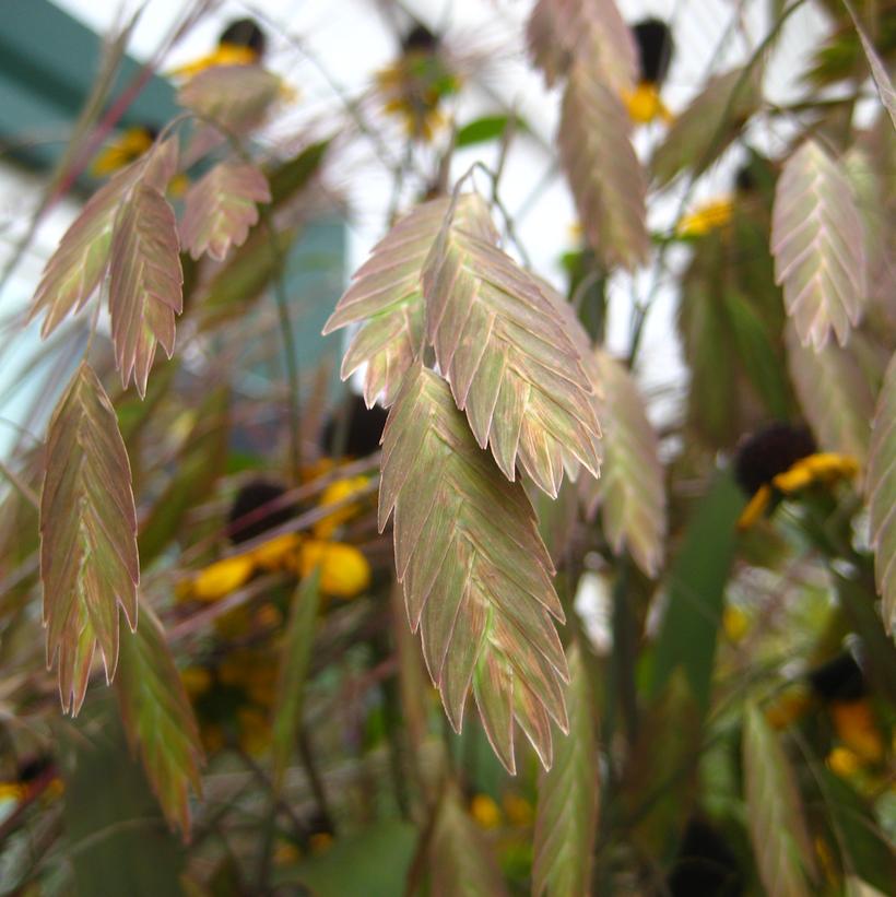 Northern Sea Oats