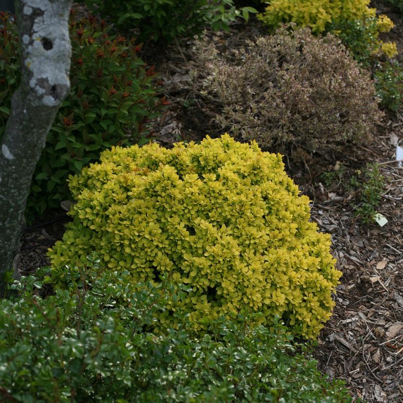 Gold Beret Barberry