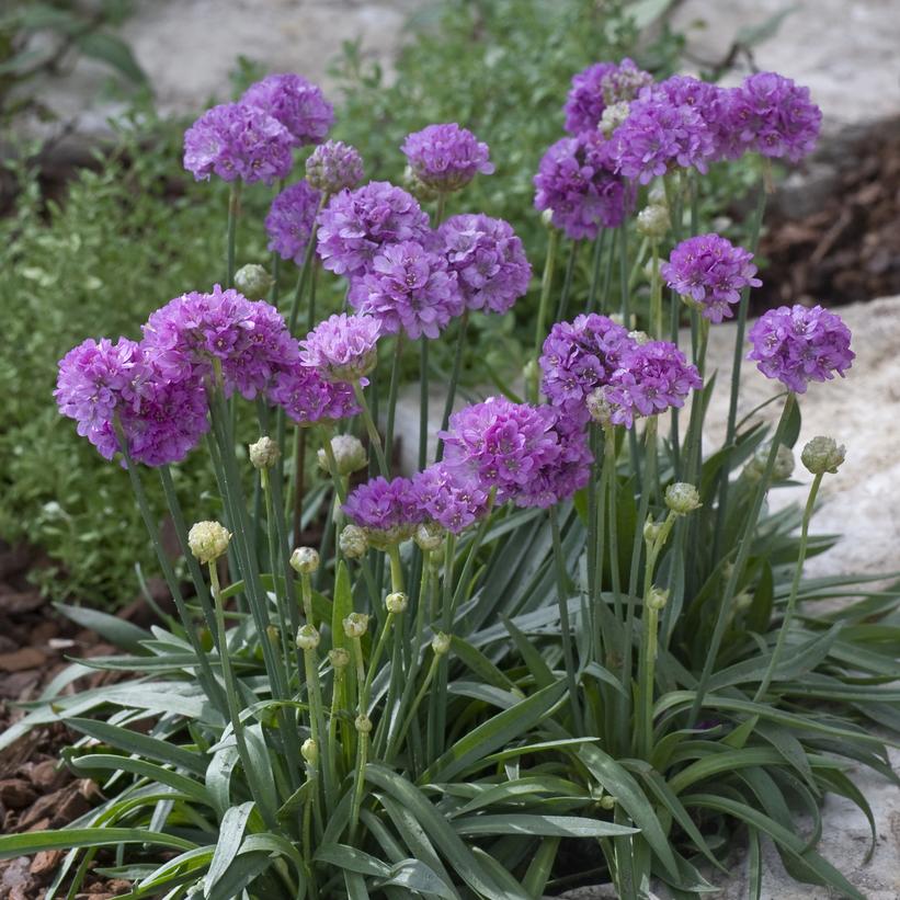 Ballerina Lilac Sea Thrift