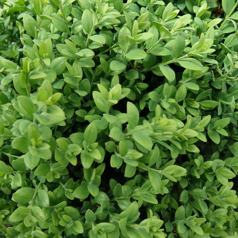 Green Mound Boxwood