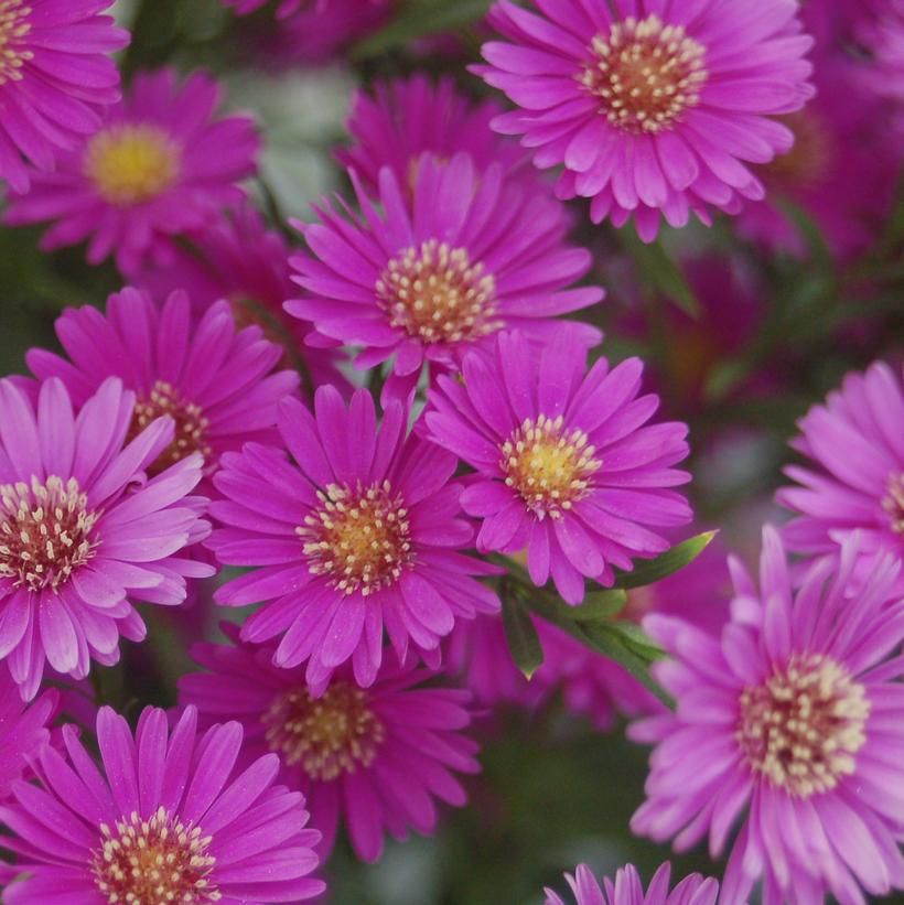 Pink New York Aster