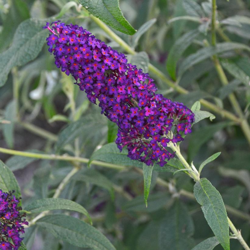 Monarch® Dark Dynasty Butterfly Bush