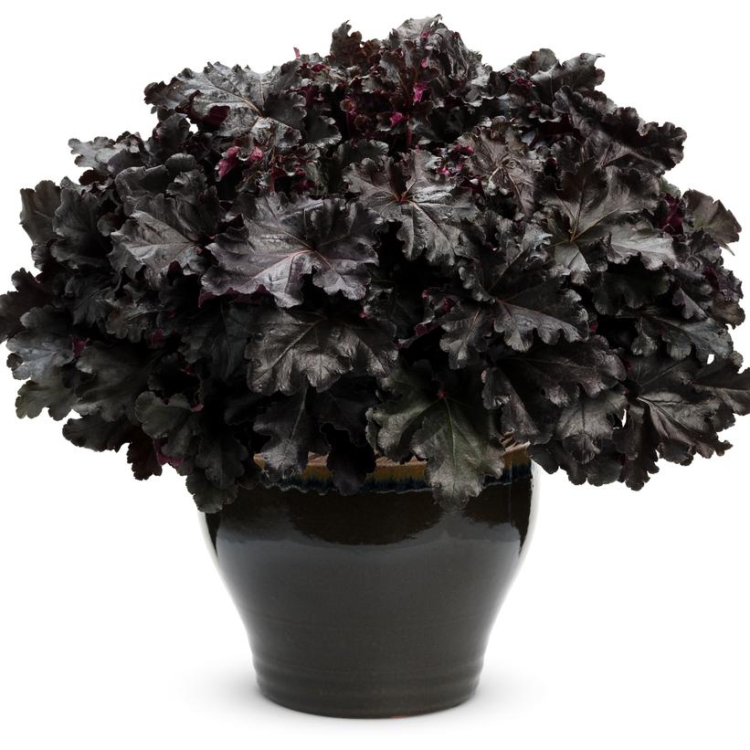 Black Pearl Coral Bells