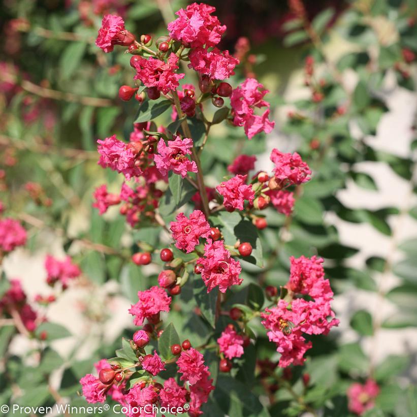 Infinitini® Brite Pink Crapemyrtle