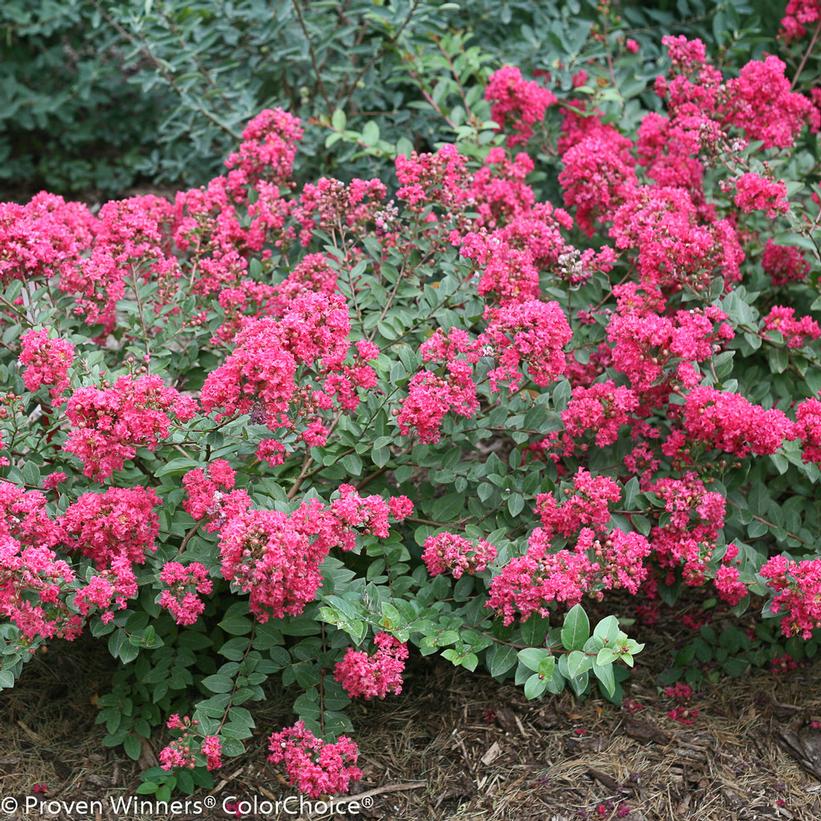 Infinitini® Magenta Crapemyrtle