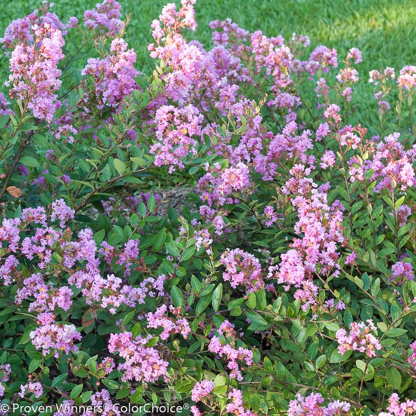 Infinitini® Orchid Crapemyrtle