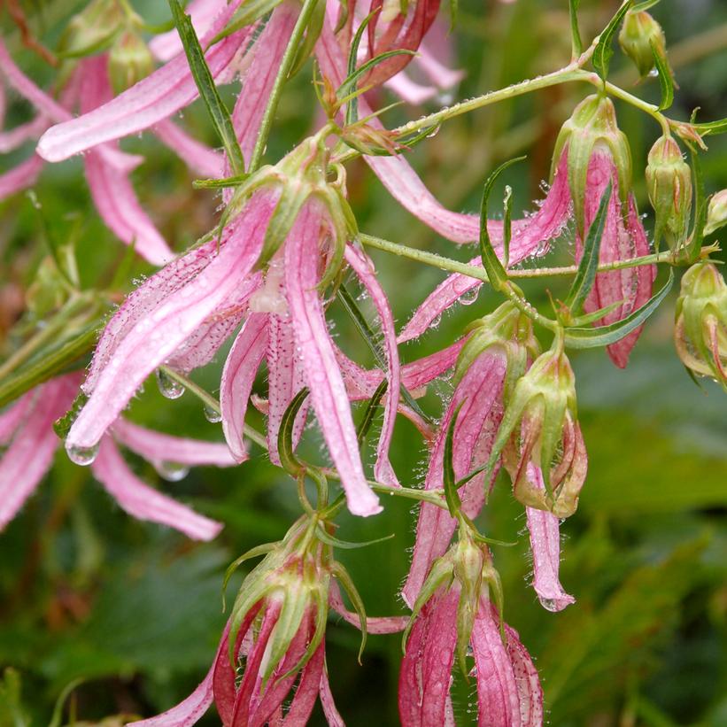 Pink Octopus Bellflower