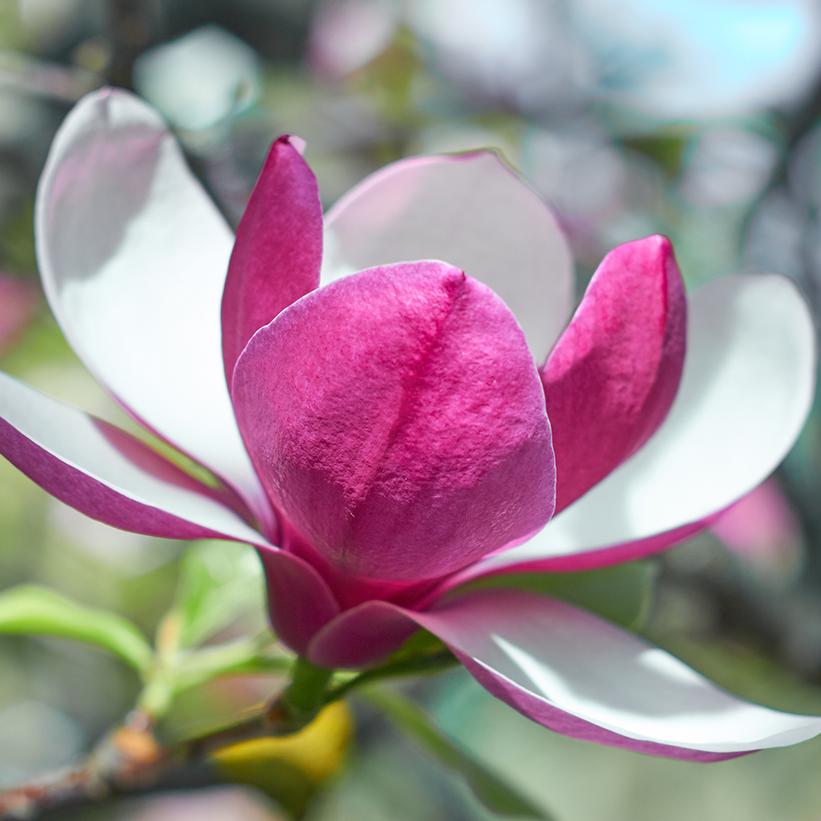 March Till Frost Magnolia