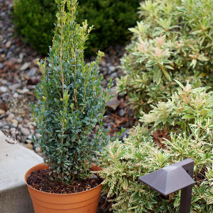 Skywalker Boxwood