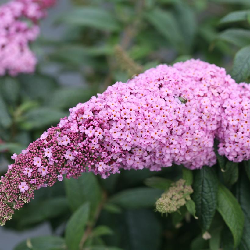 Pugster Pink® Butterfly Bush