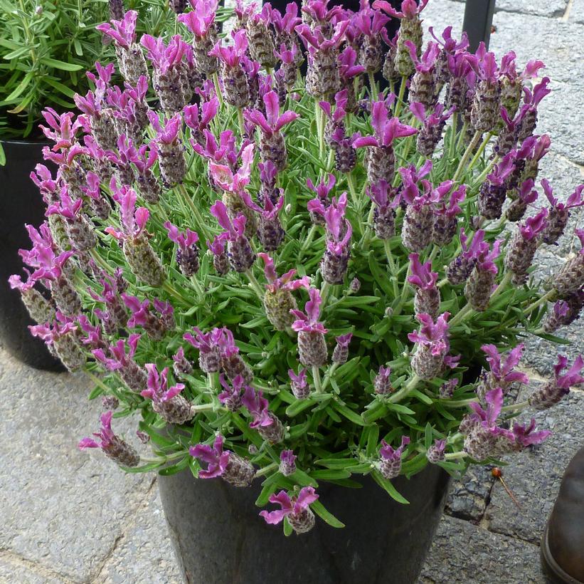 Anouk Deep Rose Spanish Lavender