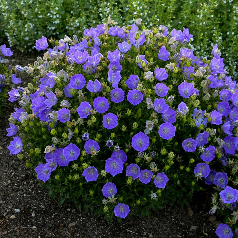 Rapido Blue Carpathian Bellflower