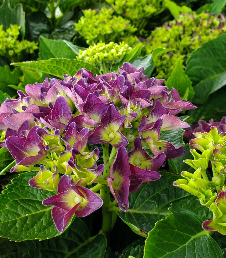 Deep Purple Bigleaf Hydrangea