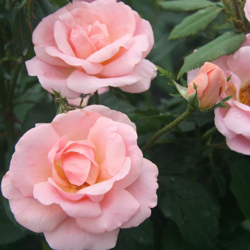 The Peachy Knock Out® Rose