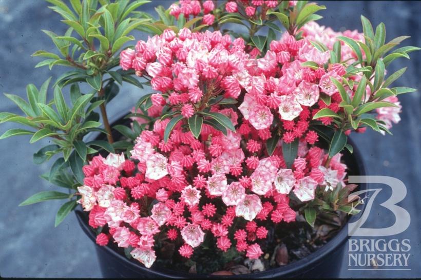 Tiddlywinks Mountain Laurel