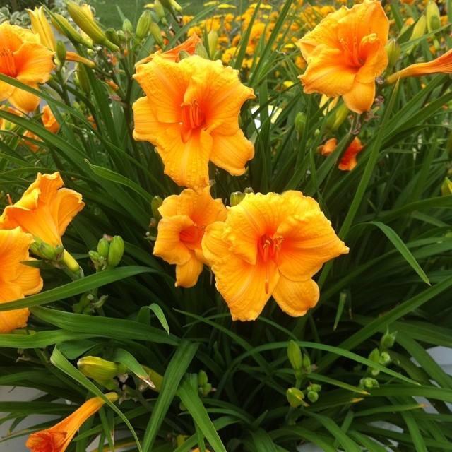 Orange Blast Daylily