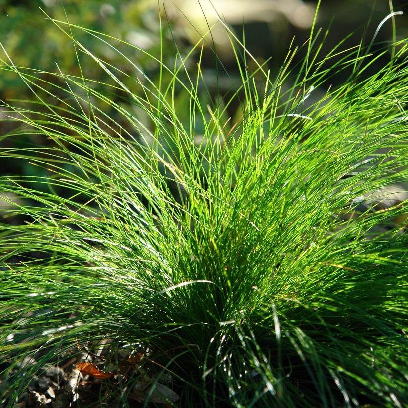 Bristleleaf Sedge