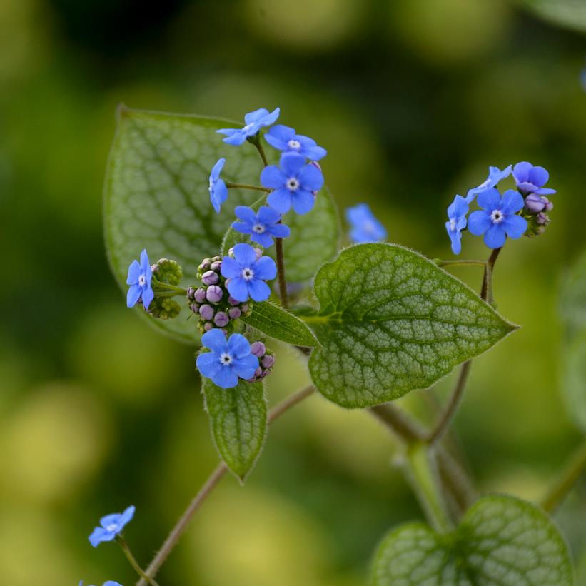 Queen of Hearts Heartleaf Brunnera