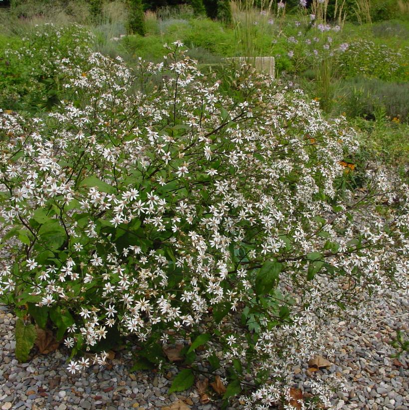 White Woodland Aster